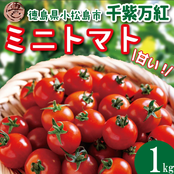 【選べるお届け月】 ミニトマト 1kg 千紫万紅 先行予約 トマト 水耕栽培 甘い 野菜 やさい 国産 産地直送 数量限定 旬 フレッシュトマト 生野菜 新鮮 ソース 調味料 ケチャップ サラダ 美容